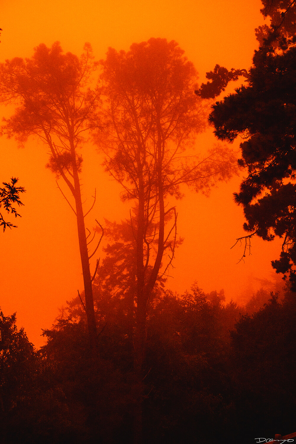 Photos of Sea Nettles, sunfish (mola mola), and ocean waves in Monterey, CA. Photos of smoke from wildfires in Berkeley, CA, burnt tree bark in Mendocino, CA, and Monarch Butterfly and chrysalis in Easton, Maryland.